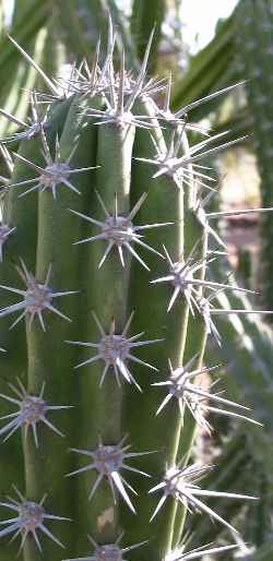 Pitaya Agria(Stenocereus gummosus)