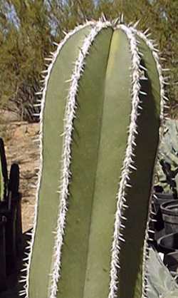 Mexican Fence Post