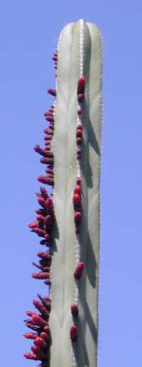Central Mexico Organ Pipe, Organo, Jarritos(Pachycereus marginatus)