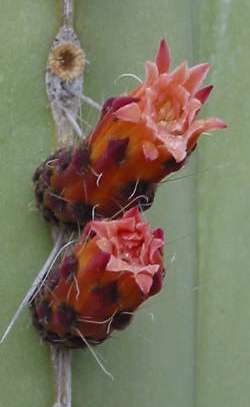 Central Mexico Organ Pipe, Organo, Jarritos(Pachycereus marginatus)