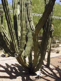 Pitaya Colorada, Mountain Organ Pipe, Saguira(Stenocereus montanus)