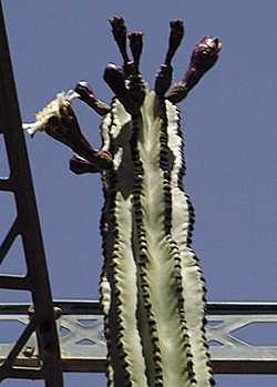 Pitaya Colorada, Mountain Organ Pipe, Saguira(Stenocereus montanus)