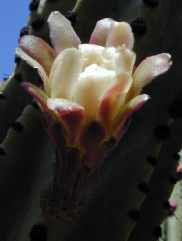 Pitaya Colorada, Mountain Organ Pipe, Saguira(Stenocereus montanus)