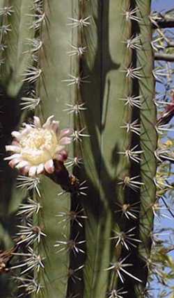 Gray Ghost Organ Pipe, Pitayo(Stenocereus pruinosus)