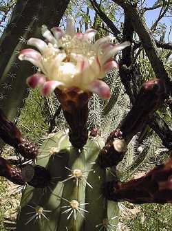 Gray Ghost Organ Pipe, Pitayo(Stenocereus pruinosus)