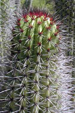 Organ Pipe Cactus, Pitahaya Dulce(Stenocereus thurberi)