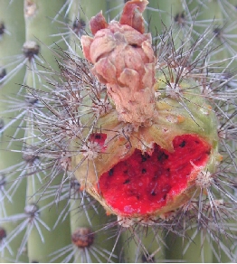 Organ Pipe Cactus, Pitahaya Dulce(Stenocereus thurberi)