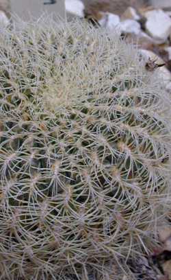 (Rebutia mentosa 'albissima')