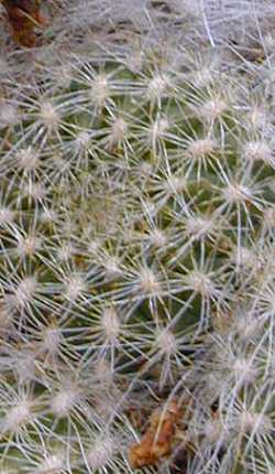 (Rebutia arenacea var. glomeriseta )