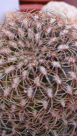 (Rebutia steinbachii ssp. kruegerae )