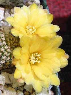 (Sulcorebutia langeri)