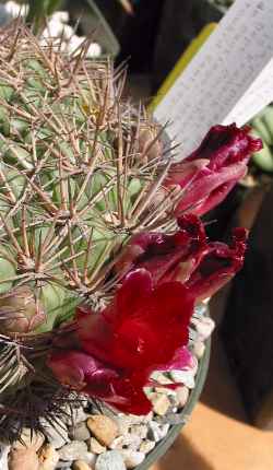 (Rebutia mentosa ssp. purpurea )