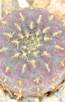 (Rebutia canigueralii)