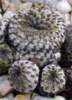 (Rebutia canigueralii)