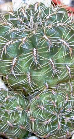 (Rebutia steinbachii 'tunariensis')