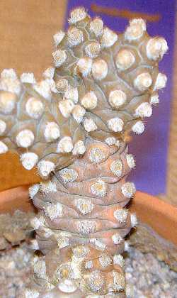 (Tephrocactus molinensis)