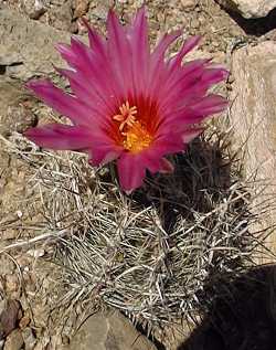 Glory of Texas(Thelocactus bicolor)