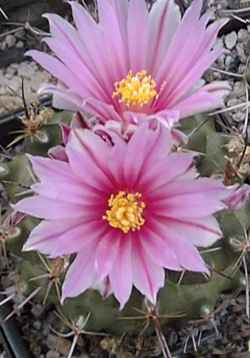 (Thelocactus conothelos)