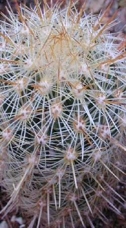 (Thelocactus hastifer)