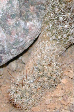 (Thelocactus hastifer)