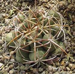 (Thelocactus heterochromus)