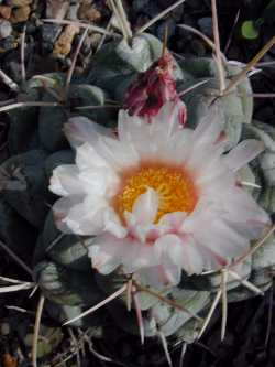 (Thelocactus heterochromus)