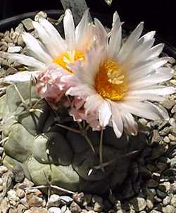 (Thelocactus hexaedrophorus)