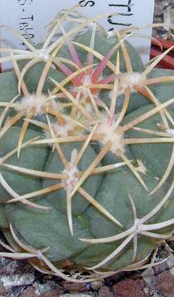 (Thelocactus hexaedrophorus ssp. lloydii )