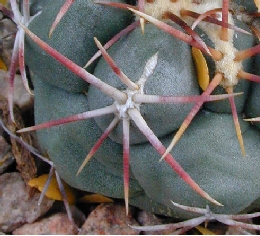 (Thelocactus hexaedrophorus ssp. lloydii )