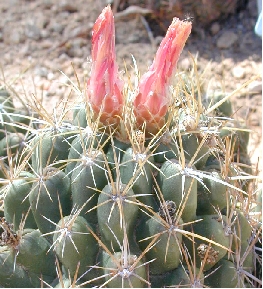 (Thelocactus leucacanthus)