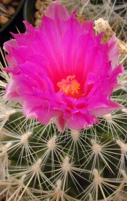 (Thelocactus macdowelii)