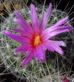 (Thelocactus macdowelii)