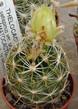 (Thelocactus setispinus var. orcuttii )