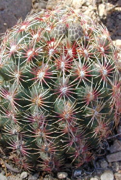 (Thelocactus bicolor ssp. schwarzii )