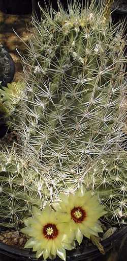 Miniature Barrel Cactus(Thelocactus setispinus)