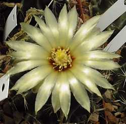 Miniature Barrel Cactus(Thelocactus setispinus)