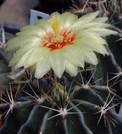 Miniature Barrel Cactus(Thelocactus setispinus)