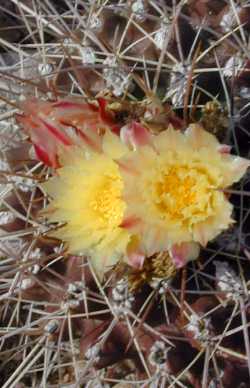 (Thelocactus tulensis)