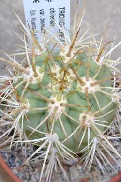 (Echinopsis chiloensis)