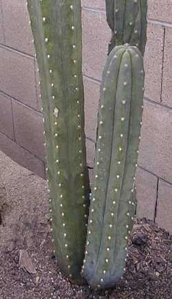 San Pedro Cactus(Echinopsis pachanoi)