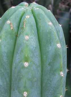 San Pedro Cactus(Echinopsis pachanoi)