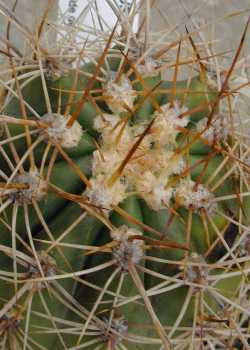 (Echinopsis atacamensis ssp. pasacana )