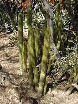 Golden Torch Cereus(Echinopsis spachiana)