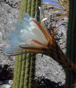 Golden Torch Cereus(Echinopsis spachiana)