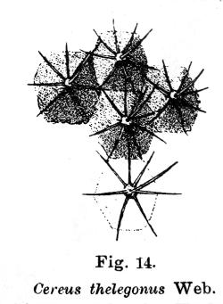 (Echinopsis thelegona)