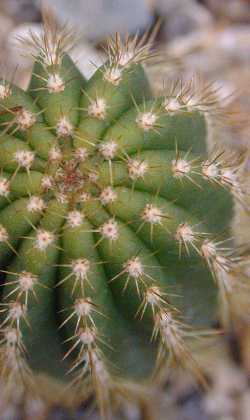 (Echinopsis schickendantzii)