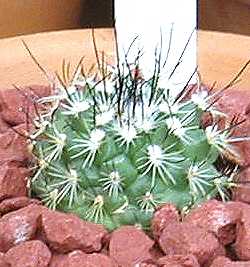 (Turbinicarpus mandragora ssp. booleanus )