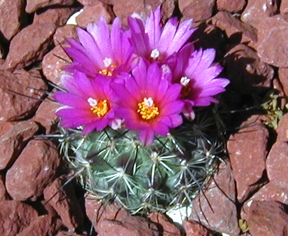 (Turbinicarpus mandragora ssp. booleanus )