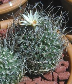 (Turbinicarpus schmiedickeanus ssp. gracilis )