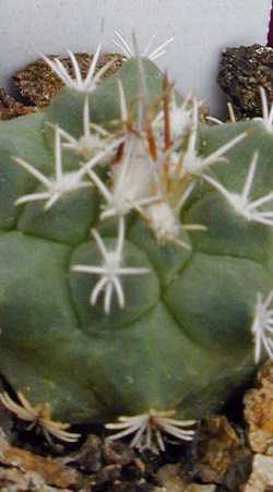 (Turbinicarpus hoferi)